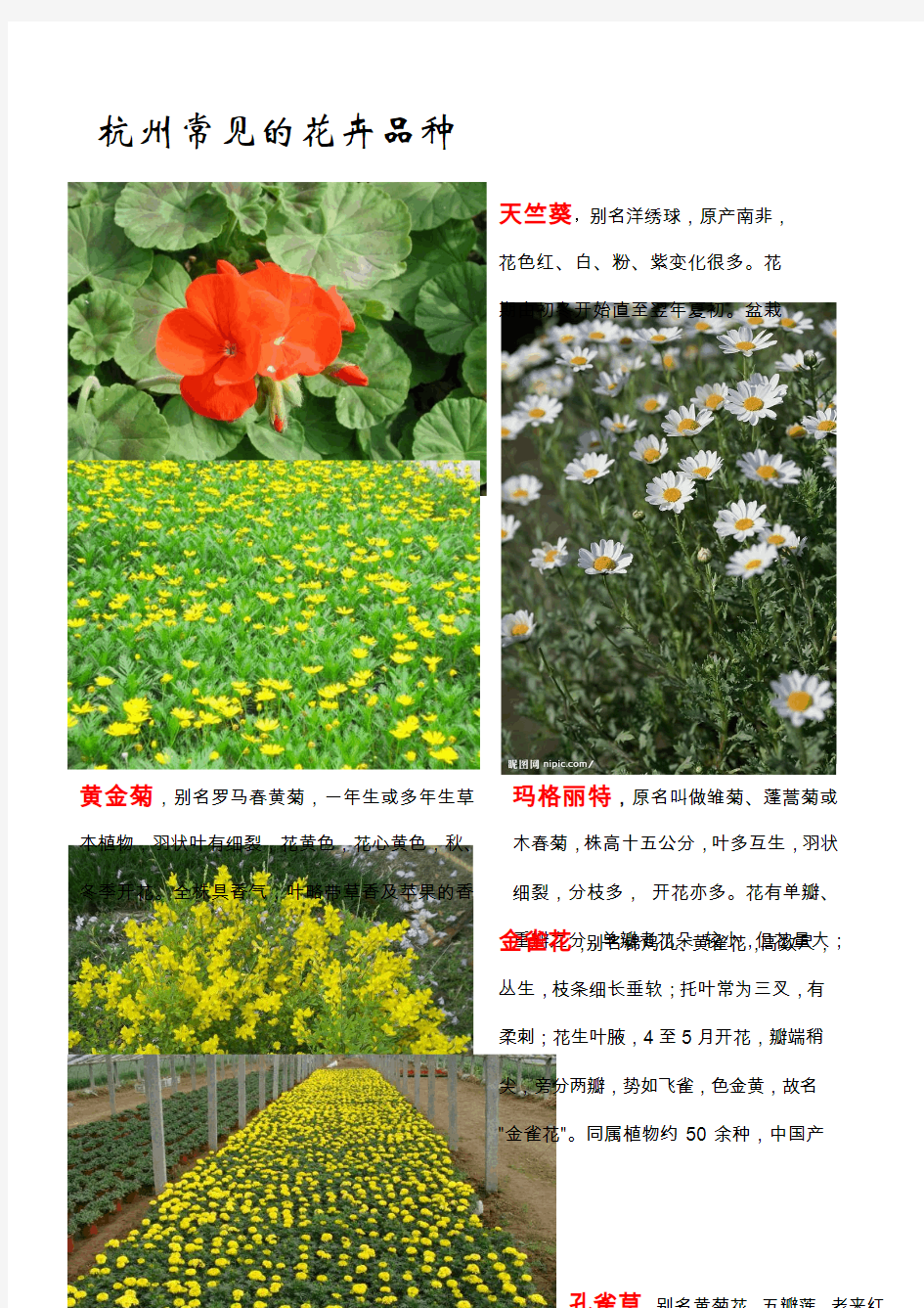 常见花卉品种
