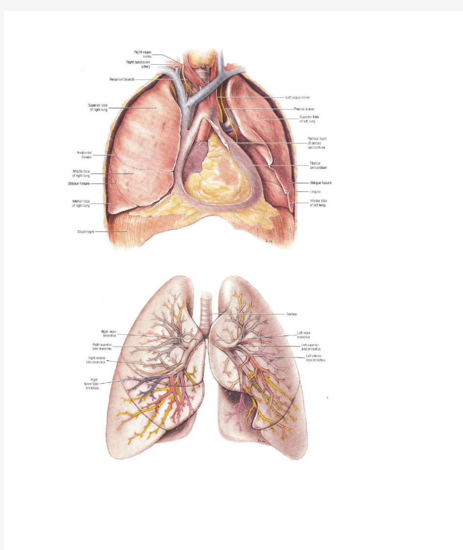 肺段详细