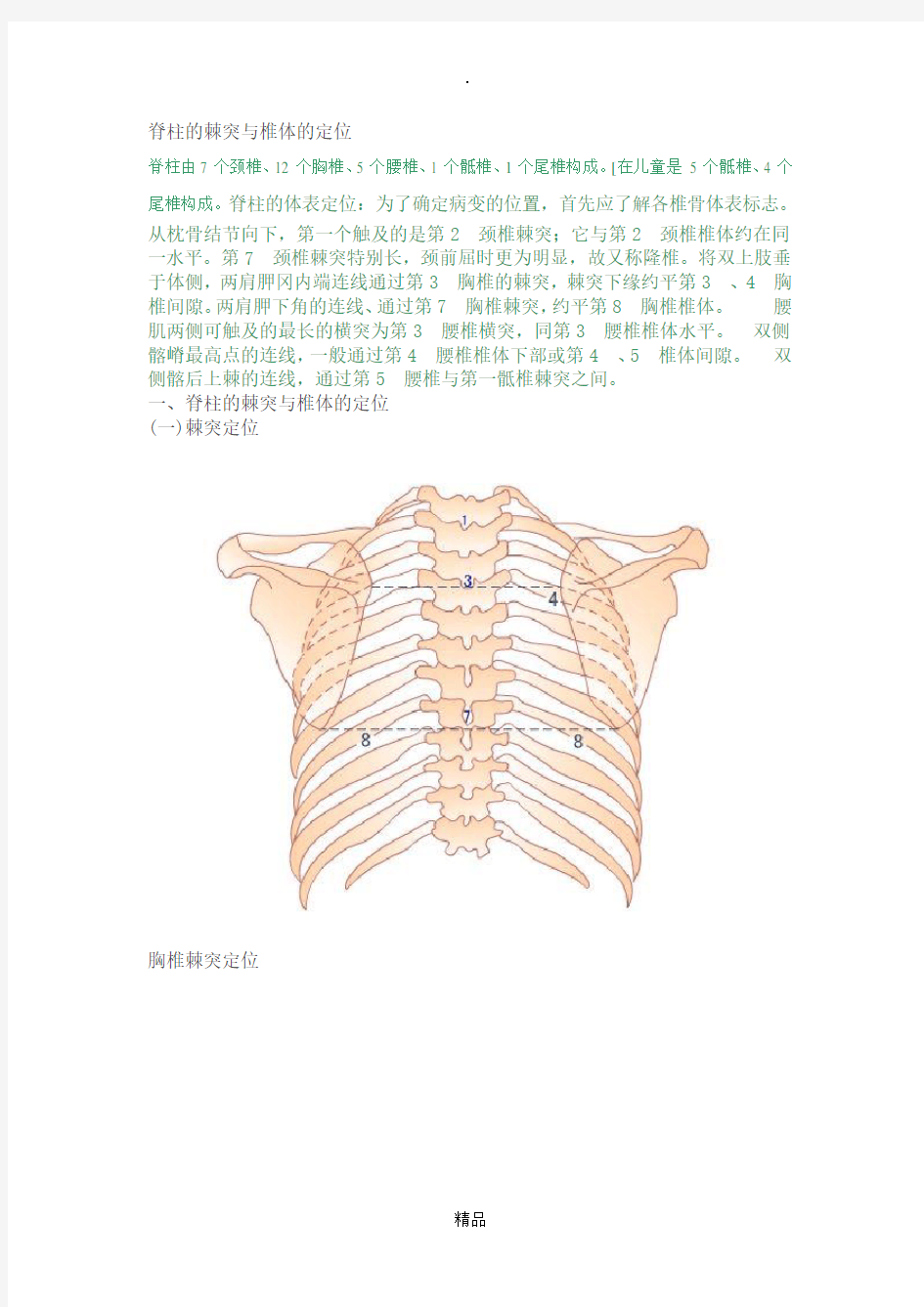 脊柱的棘突与椎体的定位89945