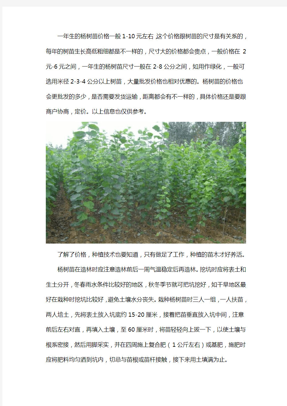 今年杨树苗价格是多少钱怎么种植好