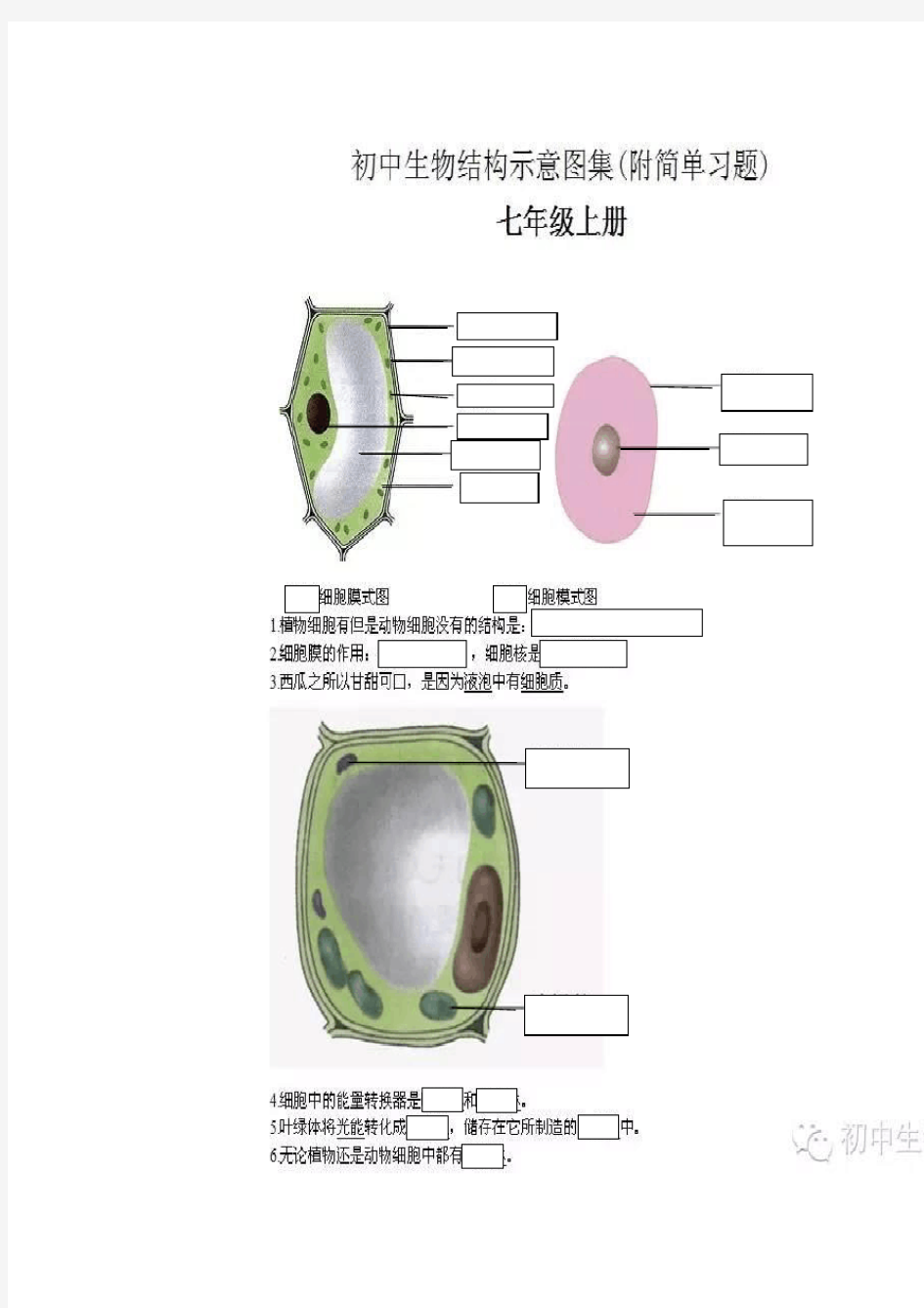 七年级生物上册  课本图片