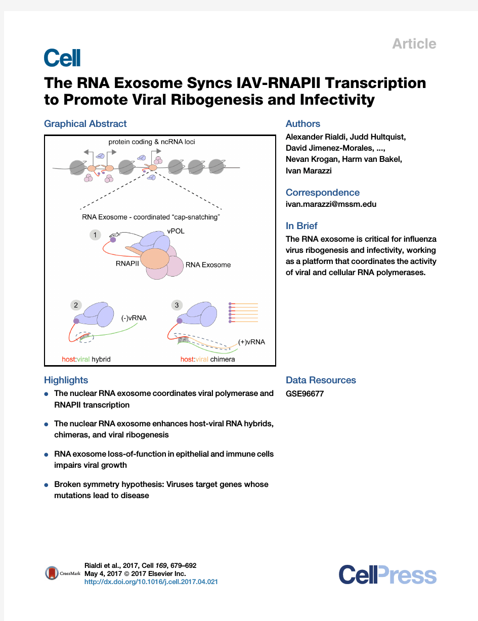 The RNA Exosome Syncs IAV-RNAPII Transcription to Promote Viral Ribogenesis and Infectivity