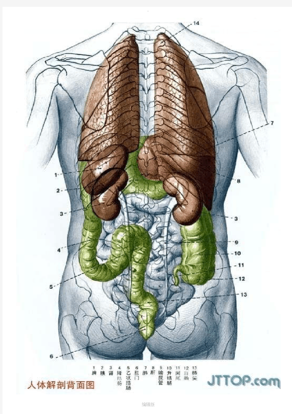 最全高清人体解剖图(彩图版)
