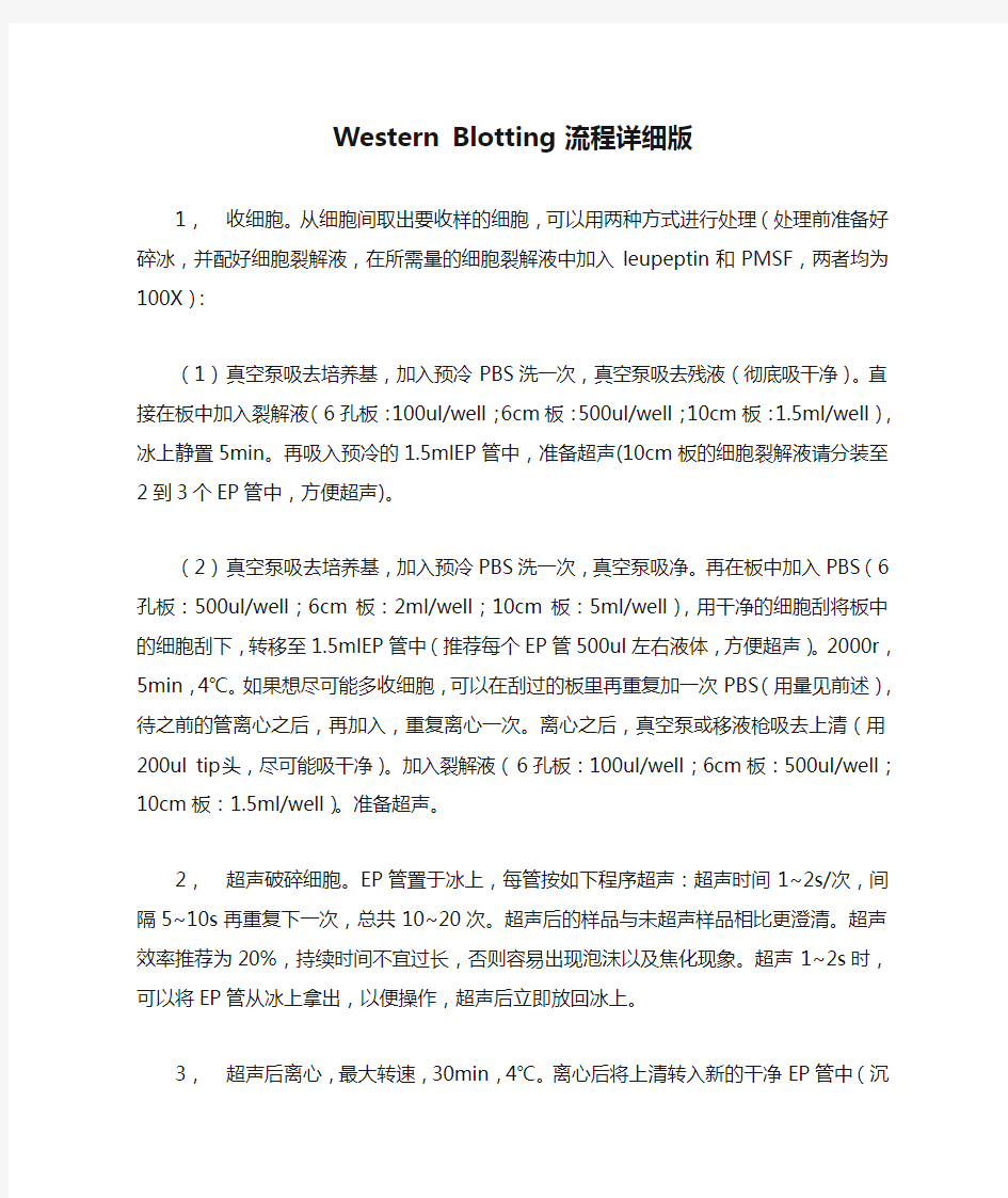 Western Blotting 流程详细版