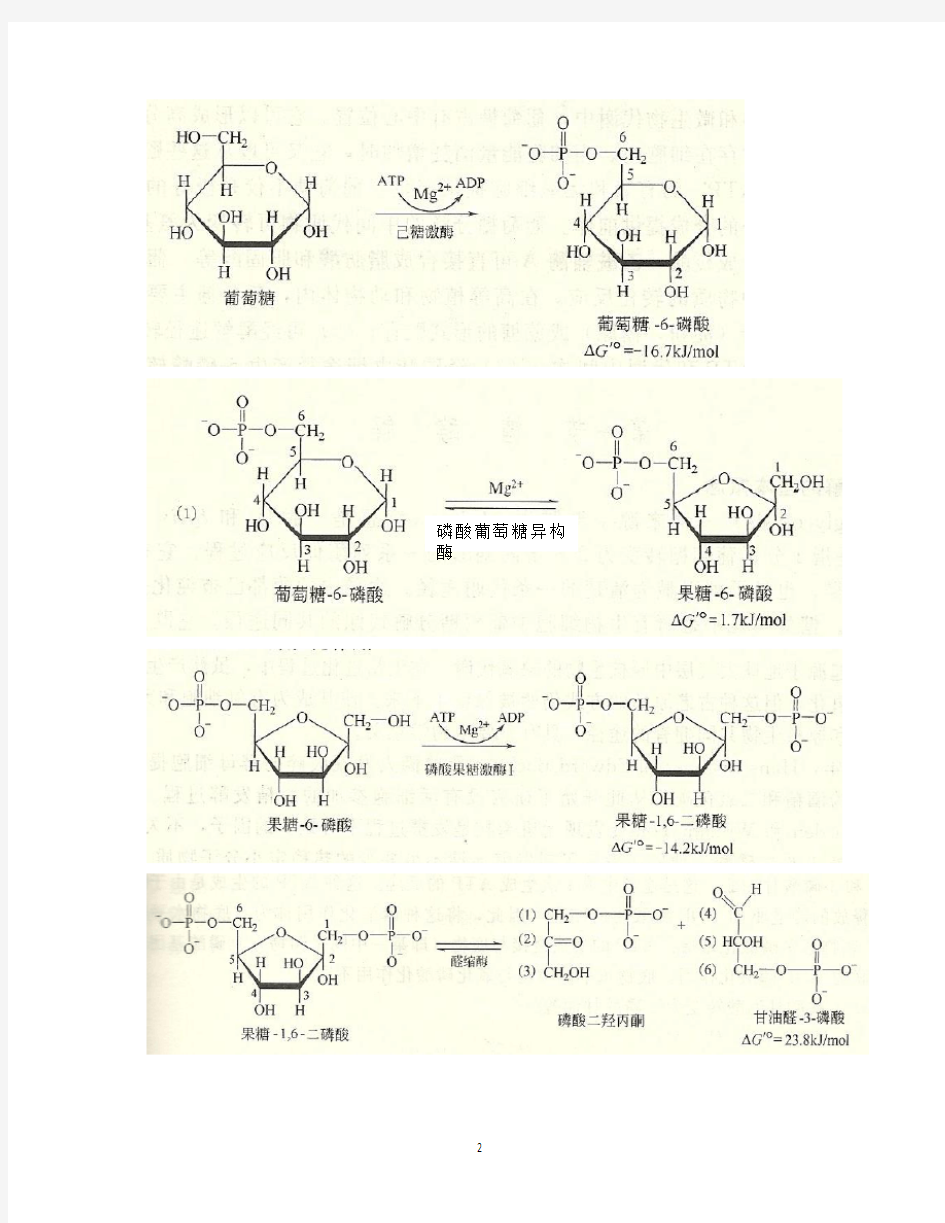 第七章 糖代谢