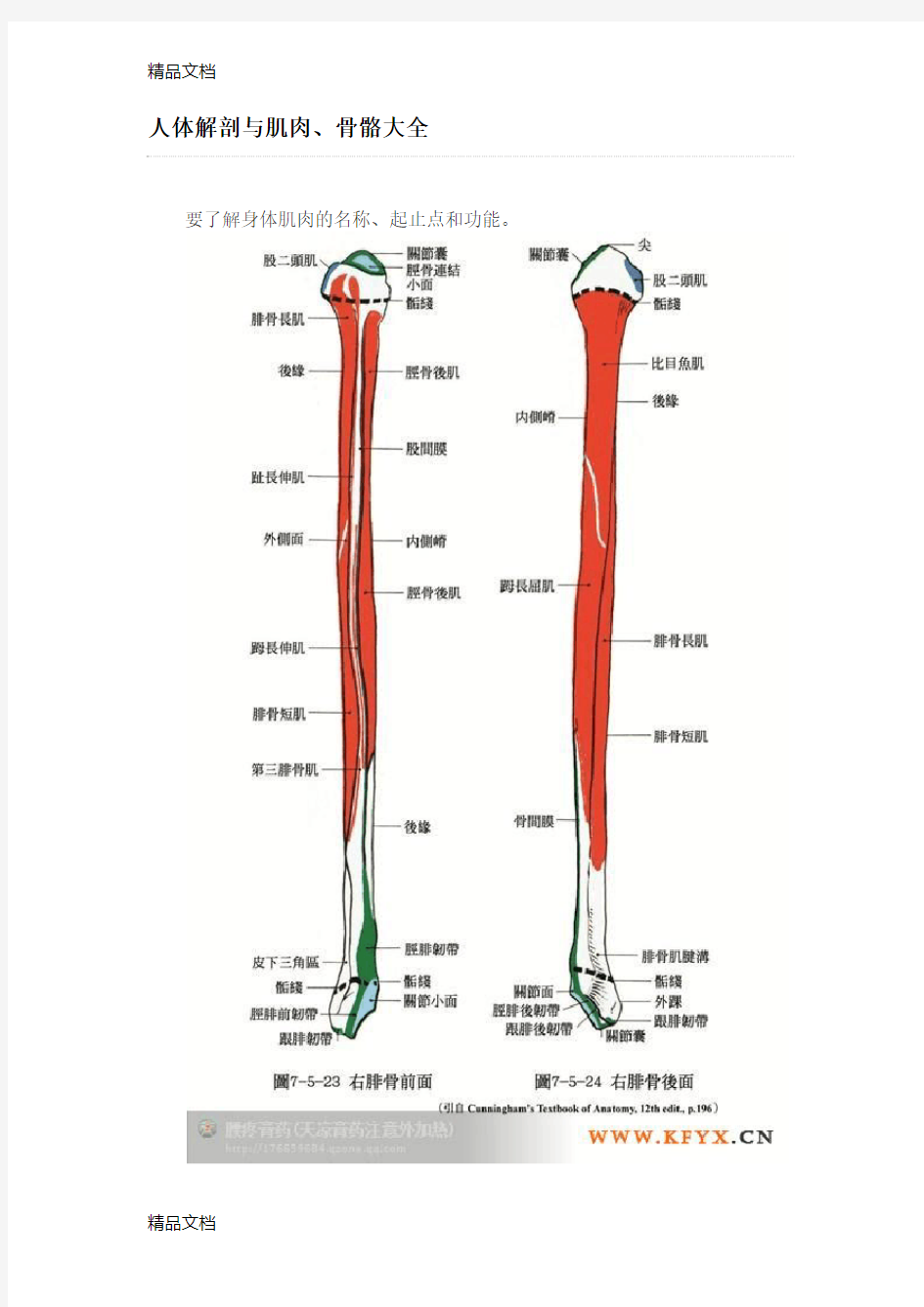 最新人体解剖与肌肉、骨骼大全