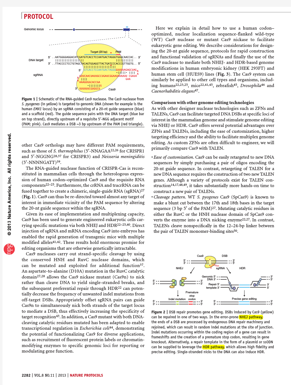 Genome engineering using the CRISPR-Cas9 system
