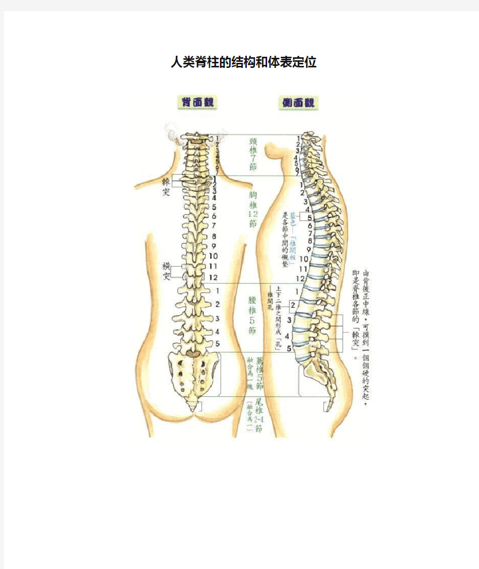 人类脊柱的结构和体表定位