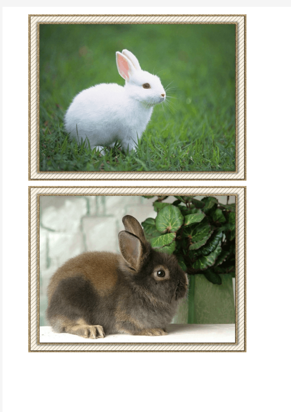 兔子的资料(图)