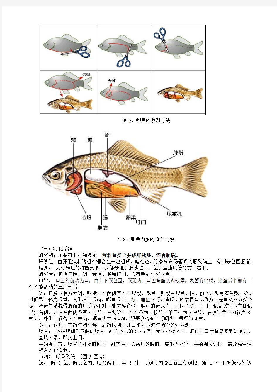 实验 鱼的解剖