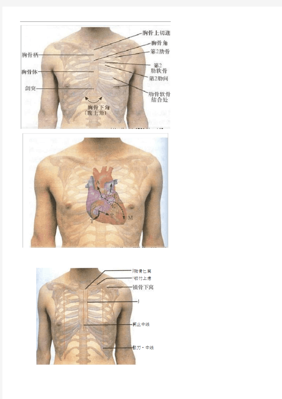 超级实用人体常用体表标志(20200930074023)