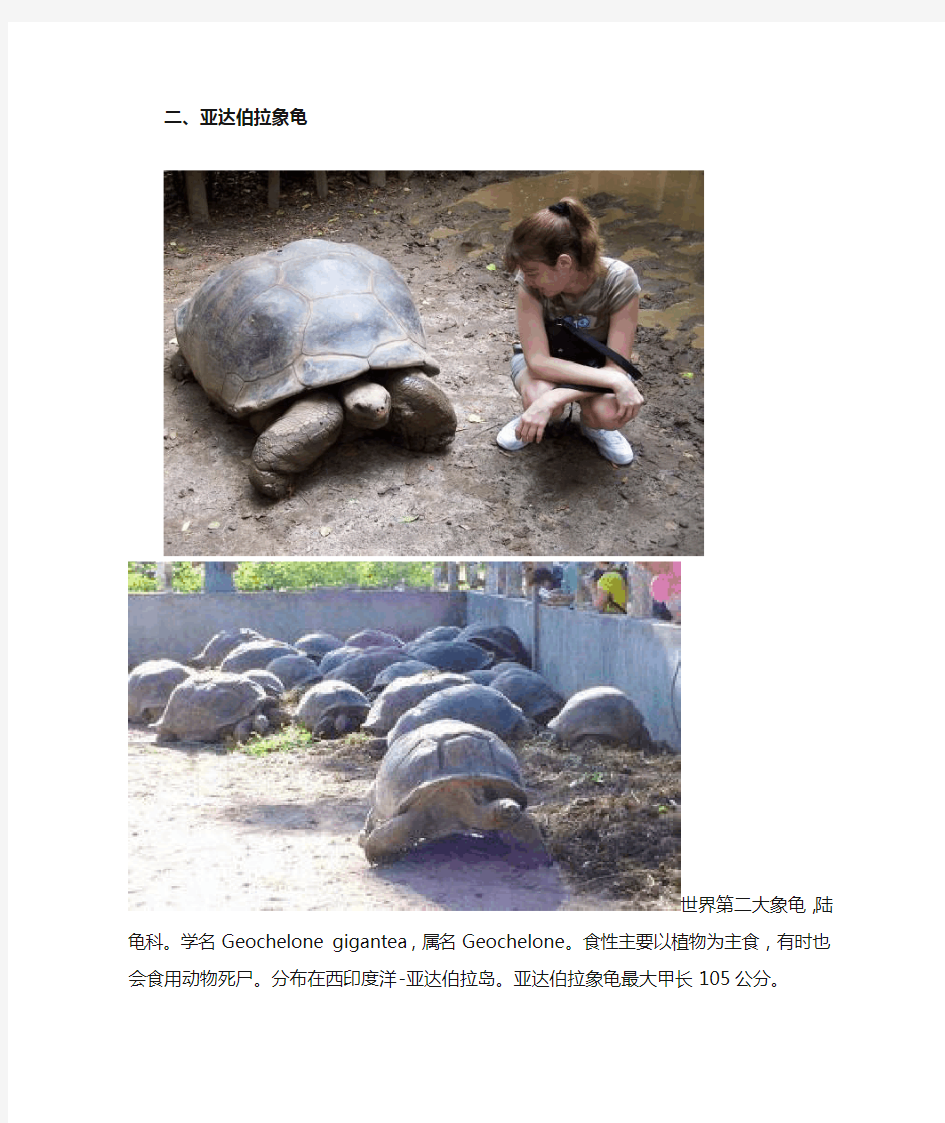 八个品种陆龟(成年大图)