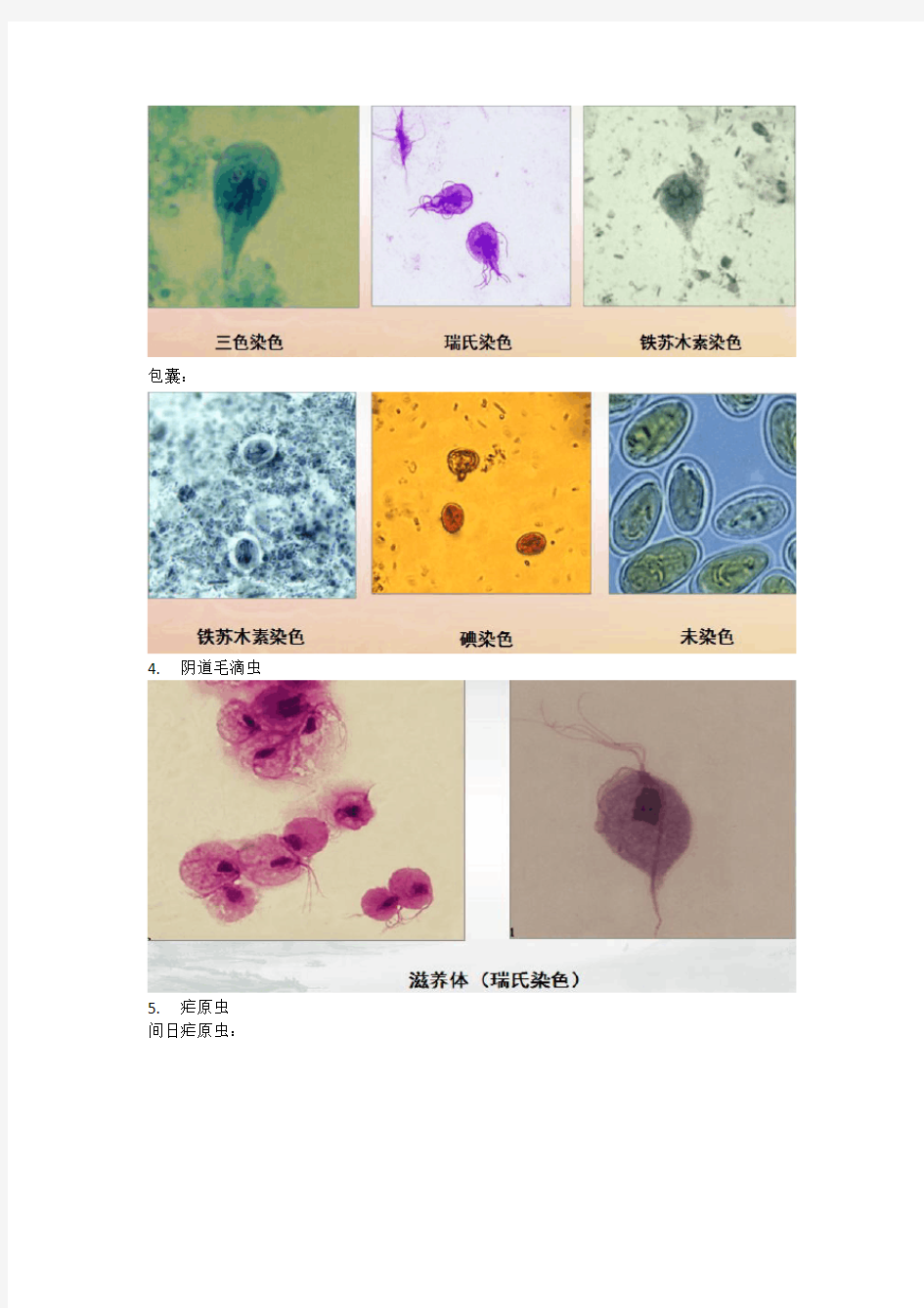 人体寄生虫学实验考试重难点