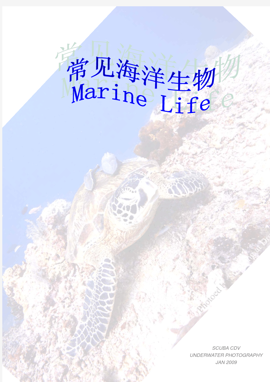 Marine Life 海洋生物识别完整版