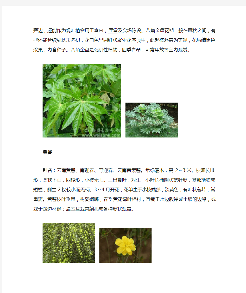 上海市30种常见树木和植物