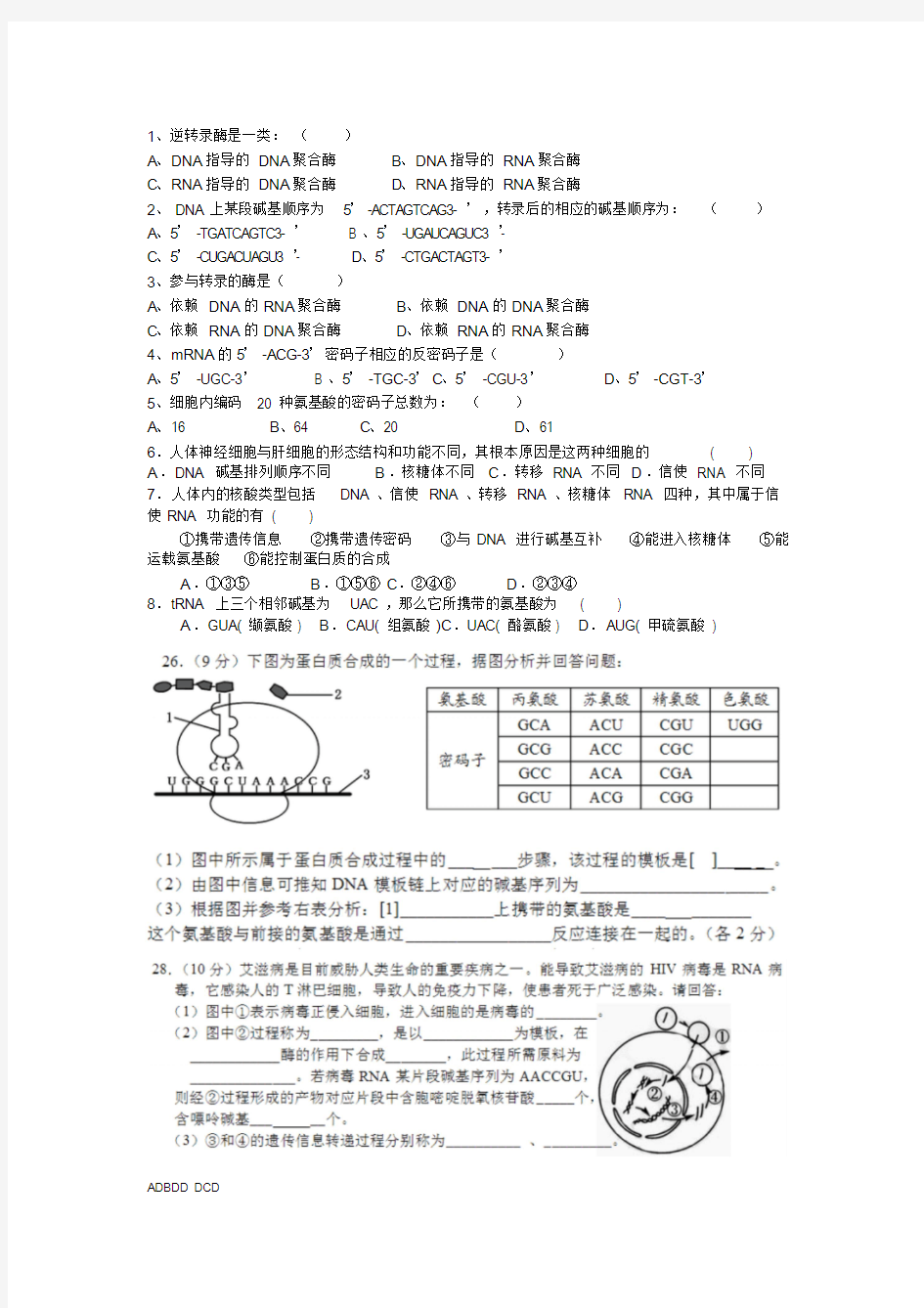 高中生物转录翻译试题