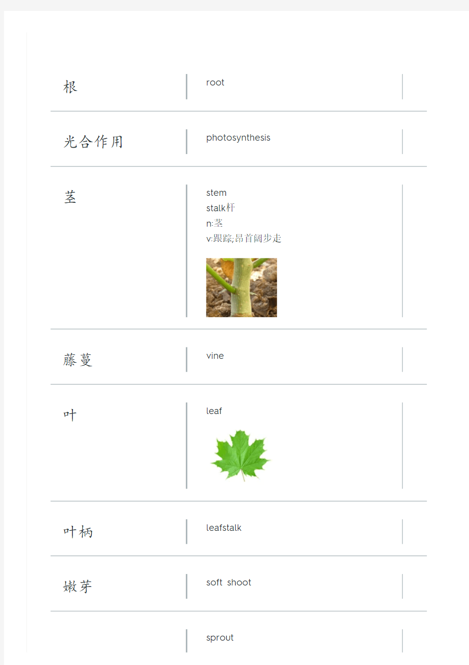 150个常用植物英文词汇(含图片)