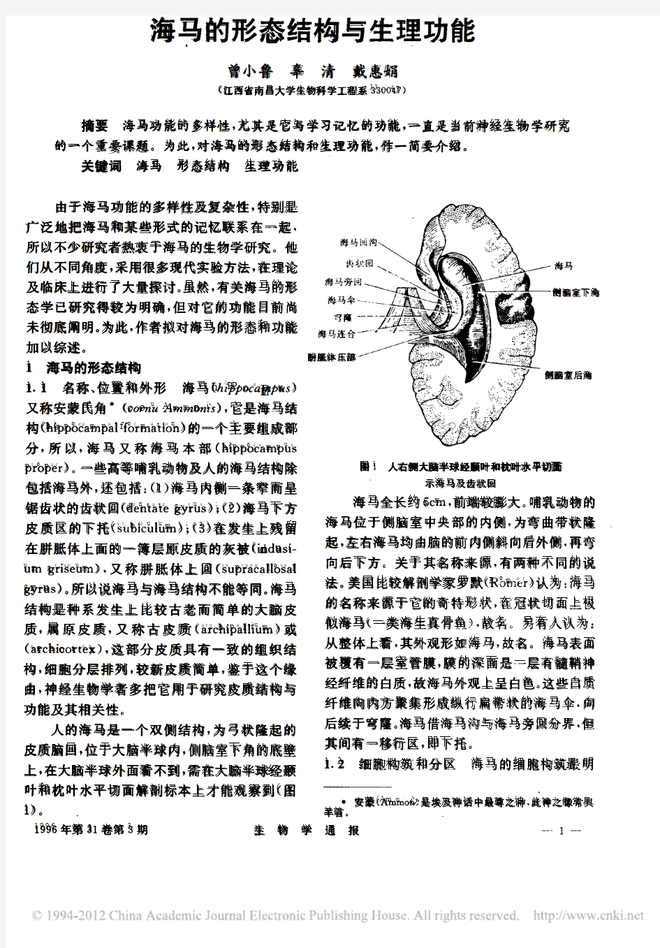 海马的形态结构与生理功能