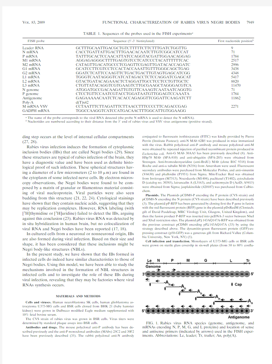 Functional Characterization of Negri Bodies (NBs) in Rabies