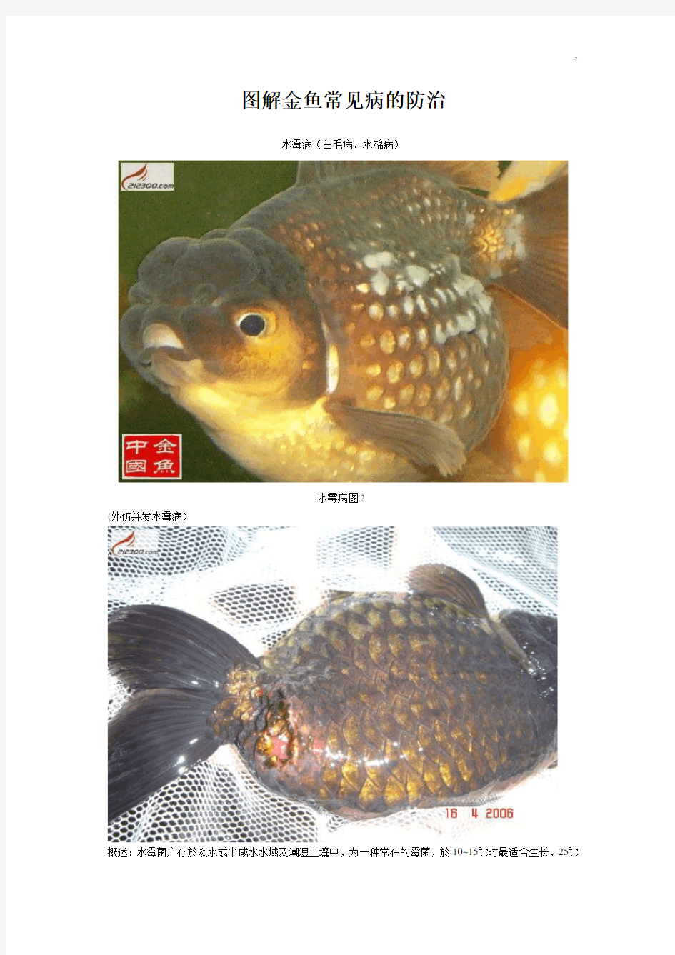 图案详解常见金鱼疾病的防治
